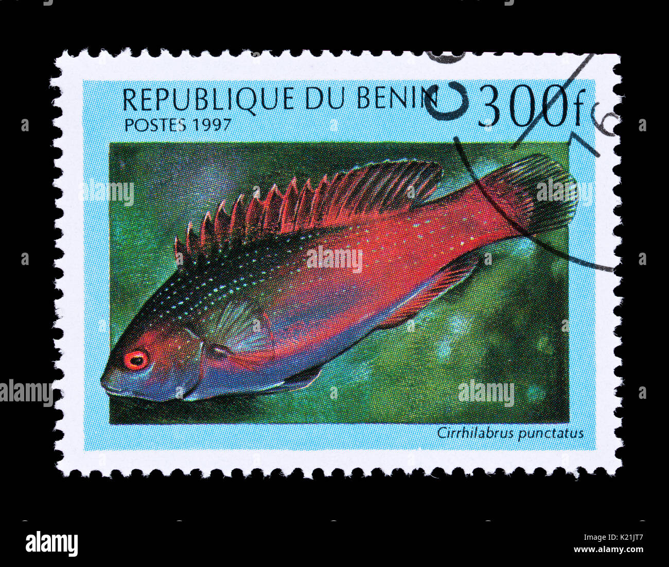 Postage stamp from Benin depicting a Finespot Wrasse (Cirrhilabrus punctatus) Stock Photo