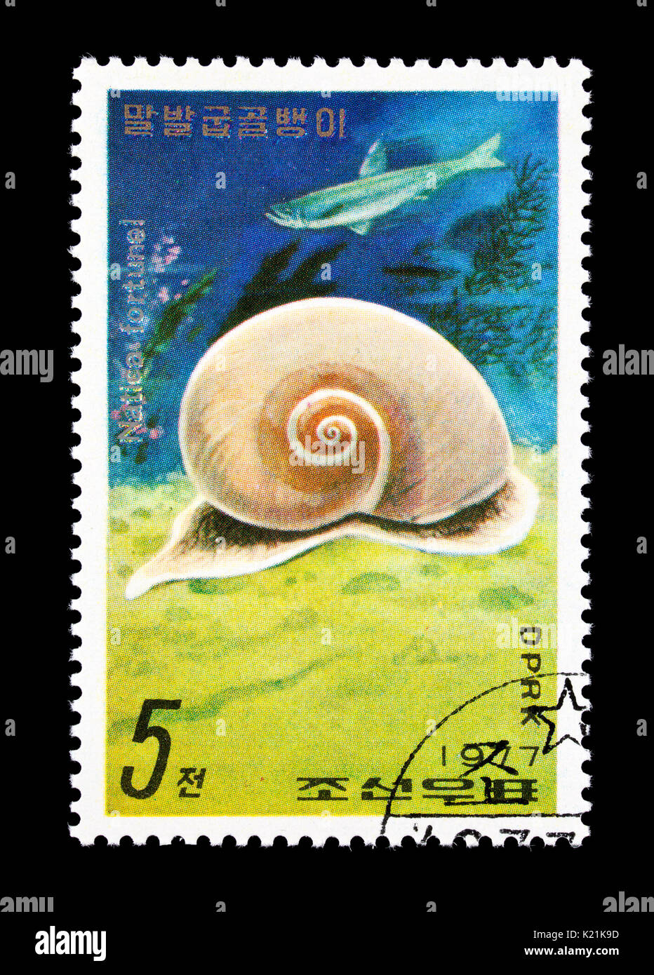 Postage stamp from North Korea depicting a predatory sea snail (Laguncula pulchella) Stock Photo