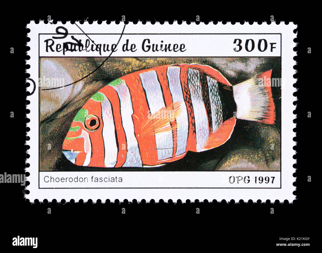 Postage stamp from Guinea depicting a harlequin tuskfish (Choerodon fasciatus) Stock Photo