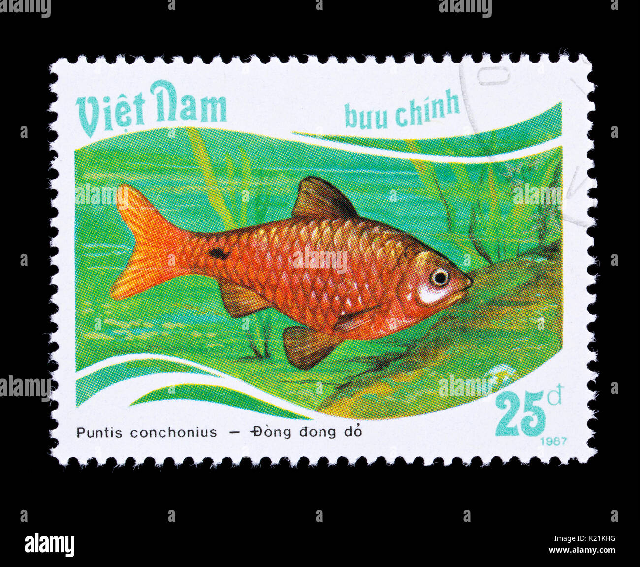 Postage stamp from Vietnam depicting a rosy barb (Pethia conchonius) Stock Photo