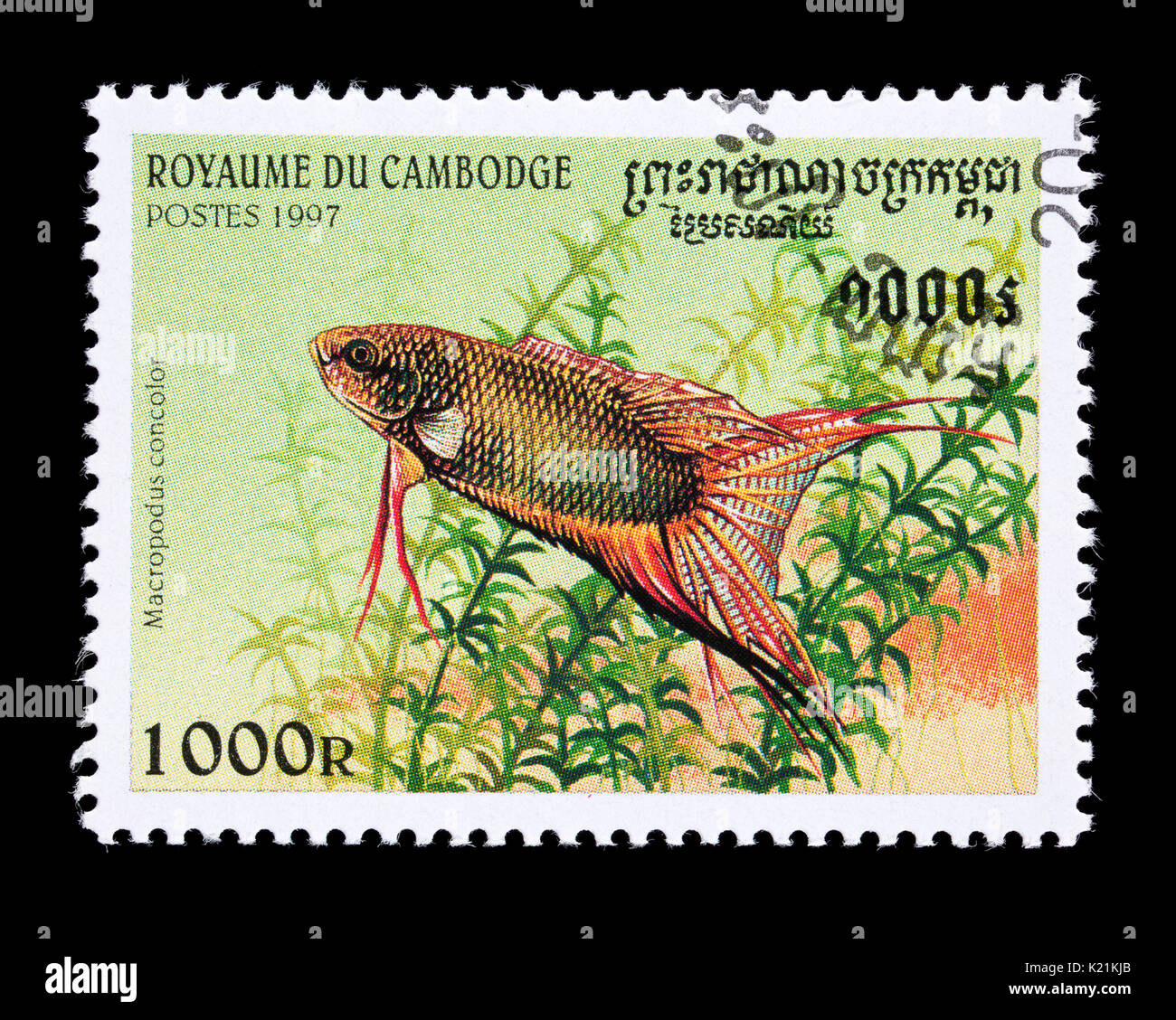 Postage stamp from Cambodia depicting a   black paradisefish (Macropodus concolor) Stock Photo