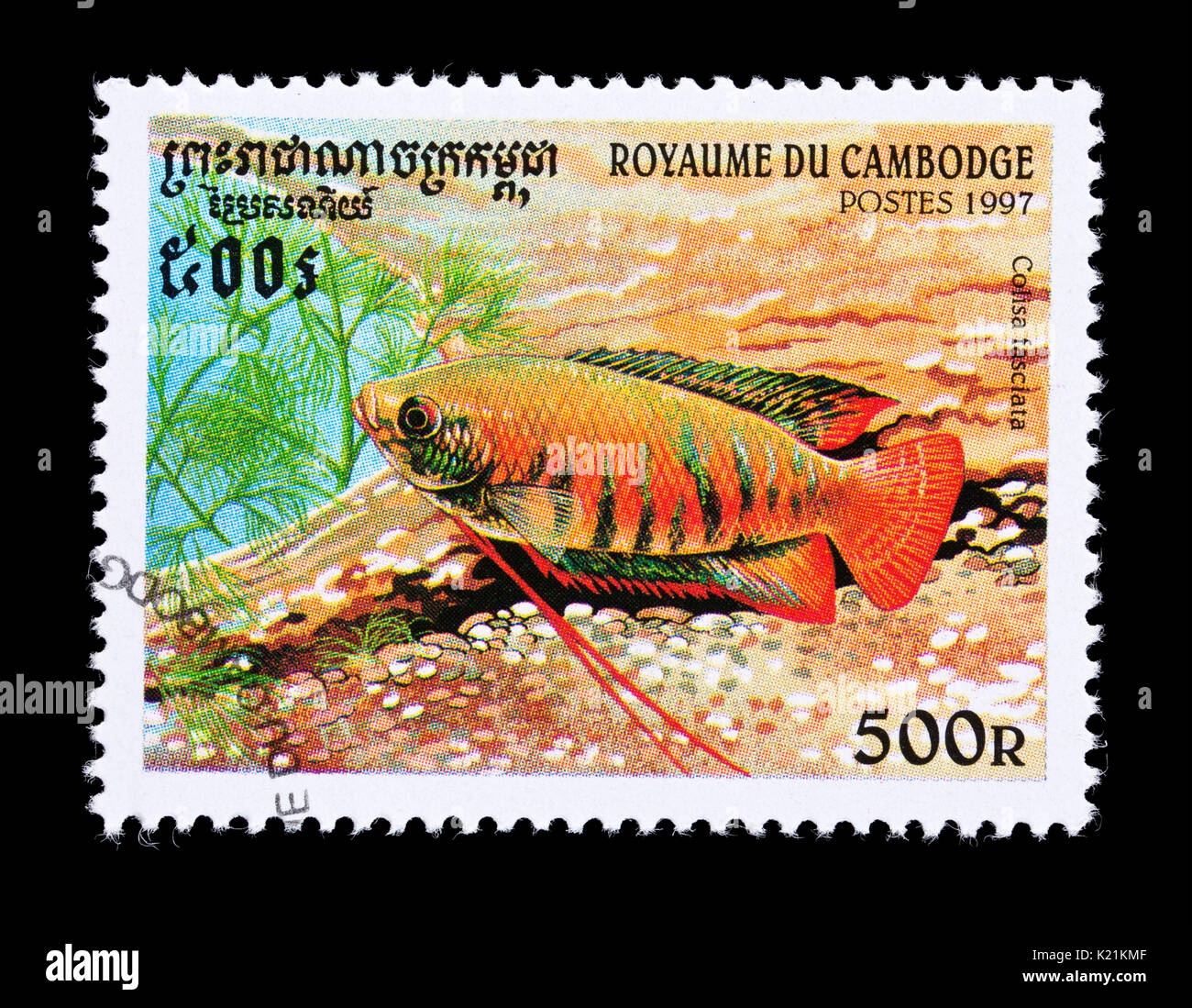 Postage stamp from Cambodia depicting a  banded gourami (Trichogaster fasciata) Stock Photo