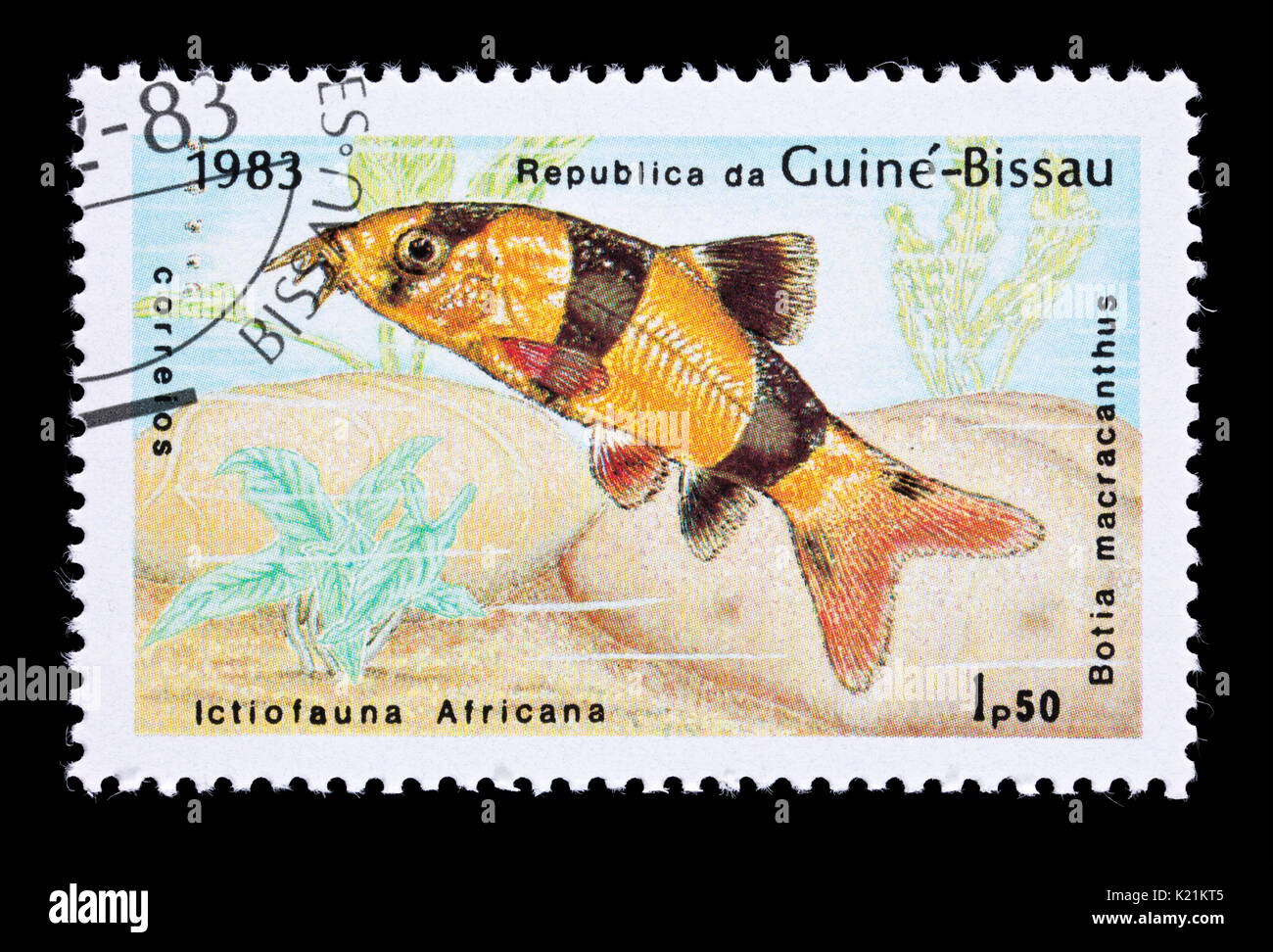 Postage stamp from Guinea-Bissau depicting a clown loach (Botia macracanthus) Stock Photo