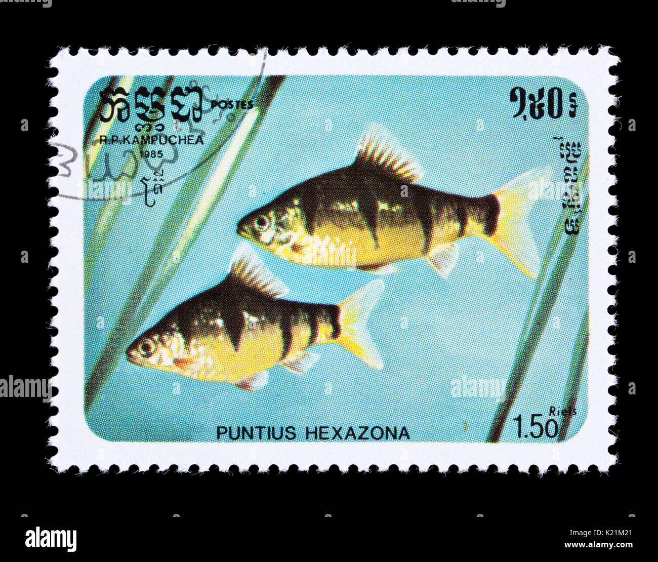 Postage stamp from Cambodia (Kampuchea) depicting a six-banded tiger barb (Desmopuntius hexazona) Stock Photo