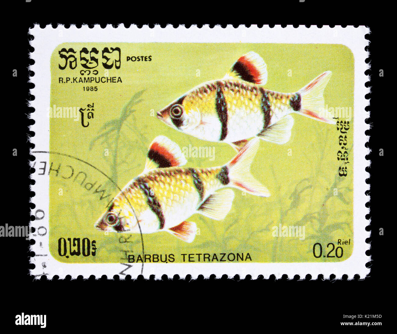Postage stamp from Cambodia (Kmpuchea) depicting a tiger barb or Sumatra barb (Puntigrus tetrazona) Stock Photo