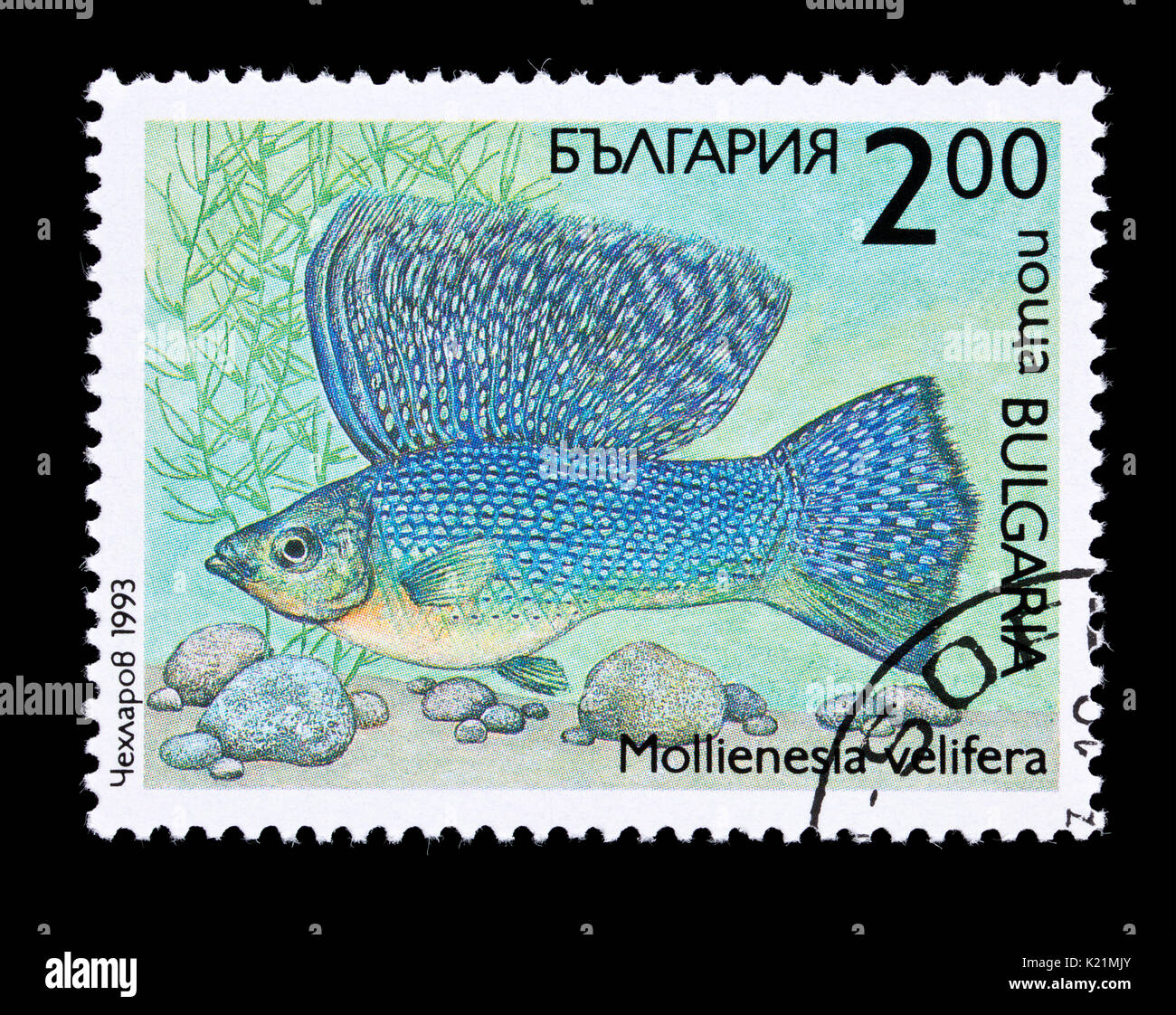 Postage stamp from Bulgaria depicting a Sailfin Molly or Yucatan molly (Poecilia velifera) Stock Photo