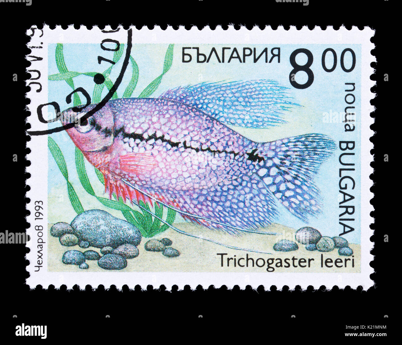 Postage stamp from Bulgaria depicting a pearl gourami (Trichopodus leerii) Stock Photo