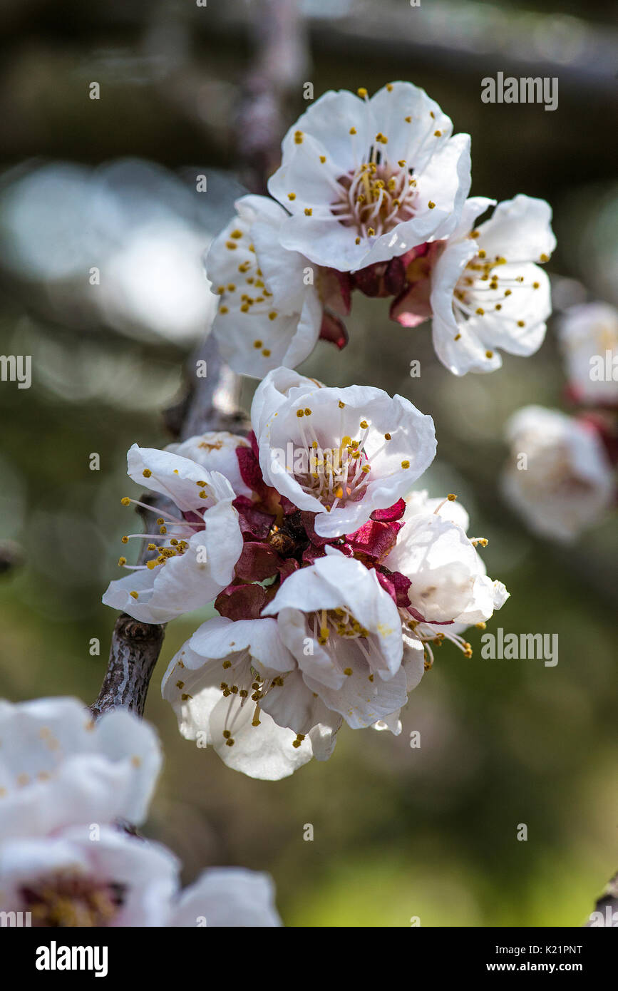 Apricot tree young fruit in hires stock photography and images Alamy