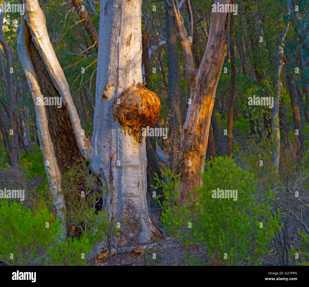 Australian bush, Stock Photo