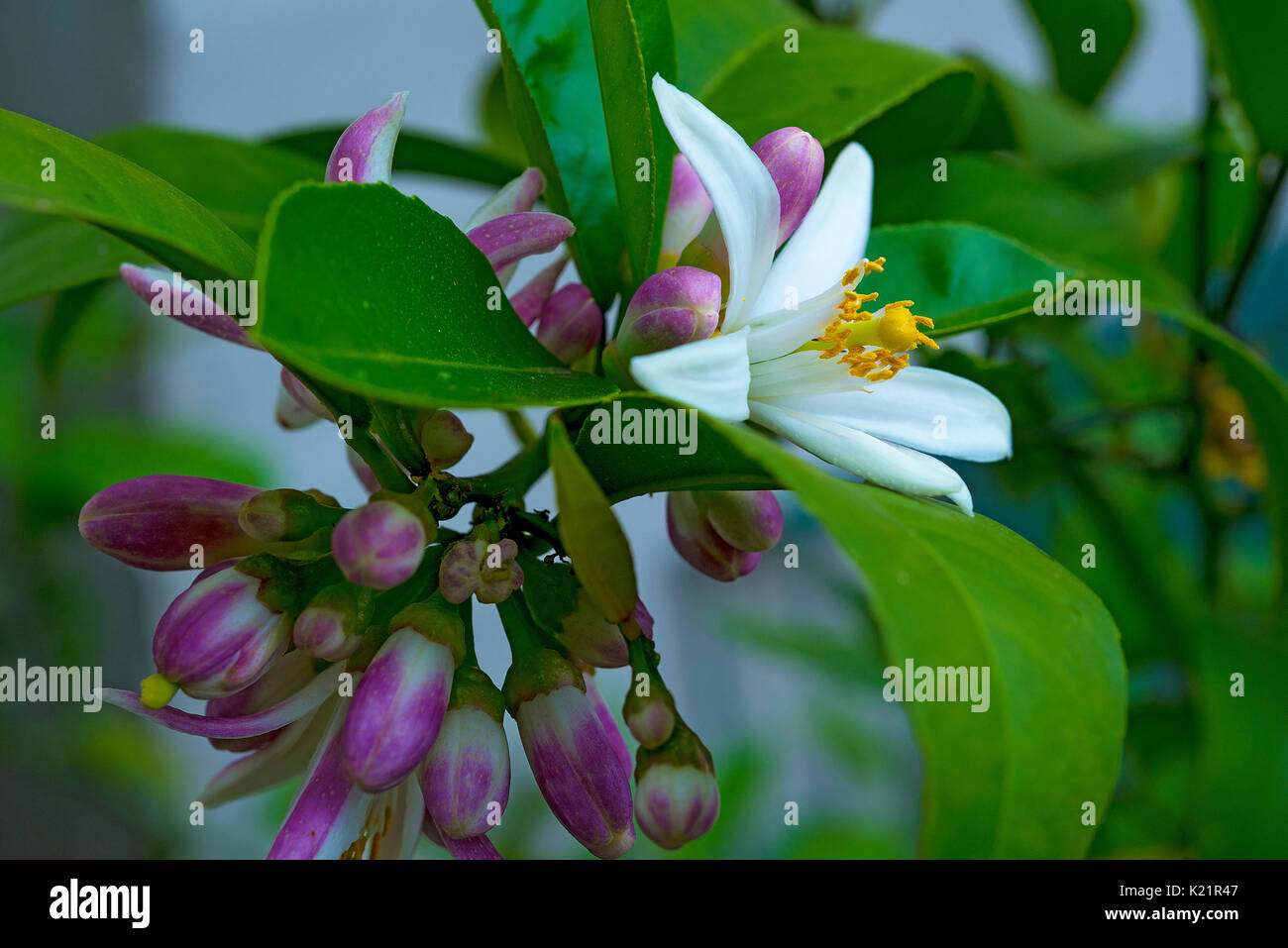 lemon tree blossom Stock Photo Alamy