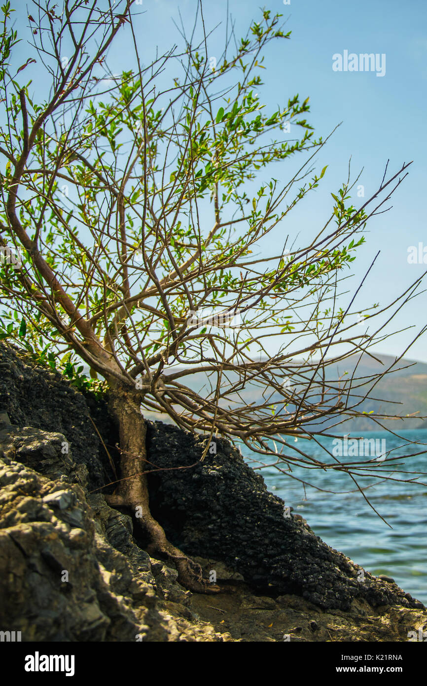 Lonely tree raised on the rock Stock Photo - Alamy