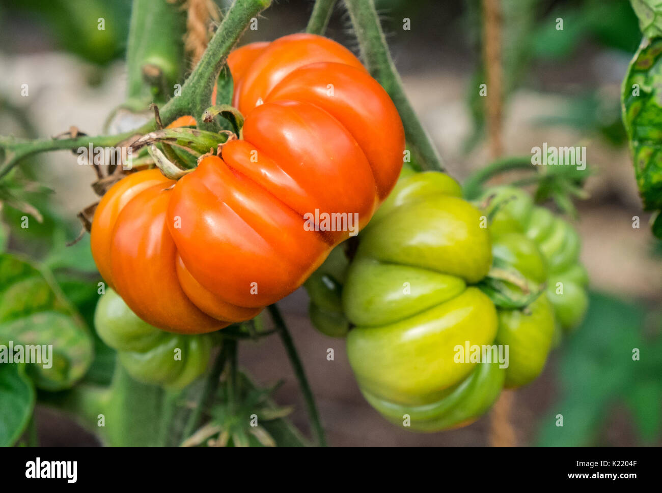Costoluto Fiorentino ( beefsteak) tomato Stock Photo