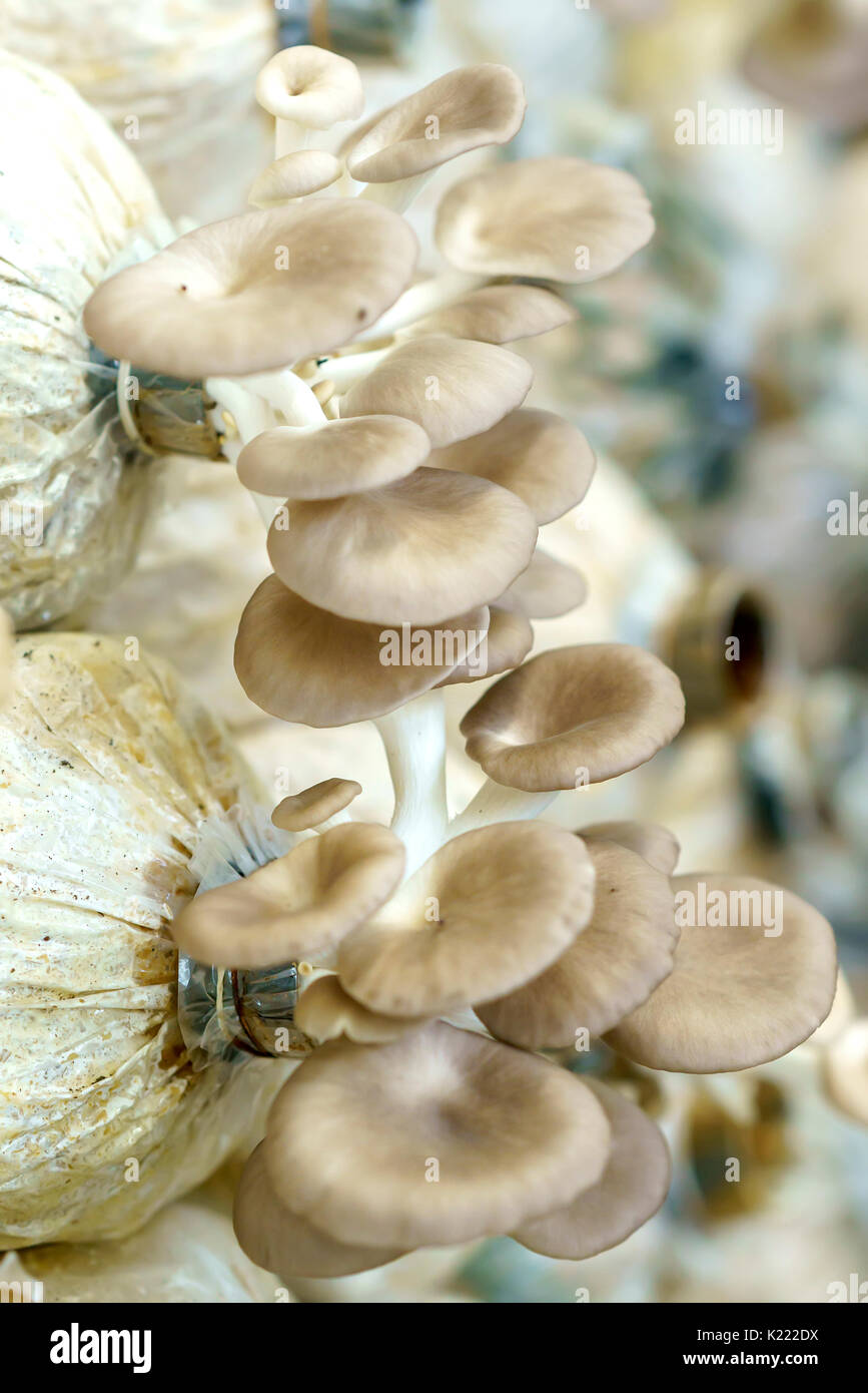 The beauty of abalone mushroom growing in the farm. This is a way to