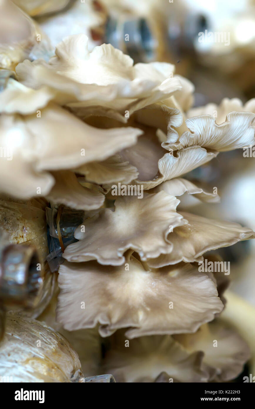 The beauty of abalone mushroom growing in the farm. This is a way to grow mushrooms almost like nature for good nutritional quality for human health Stock Photo