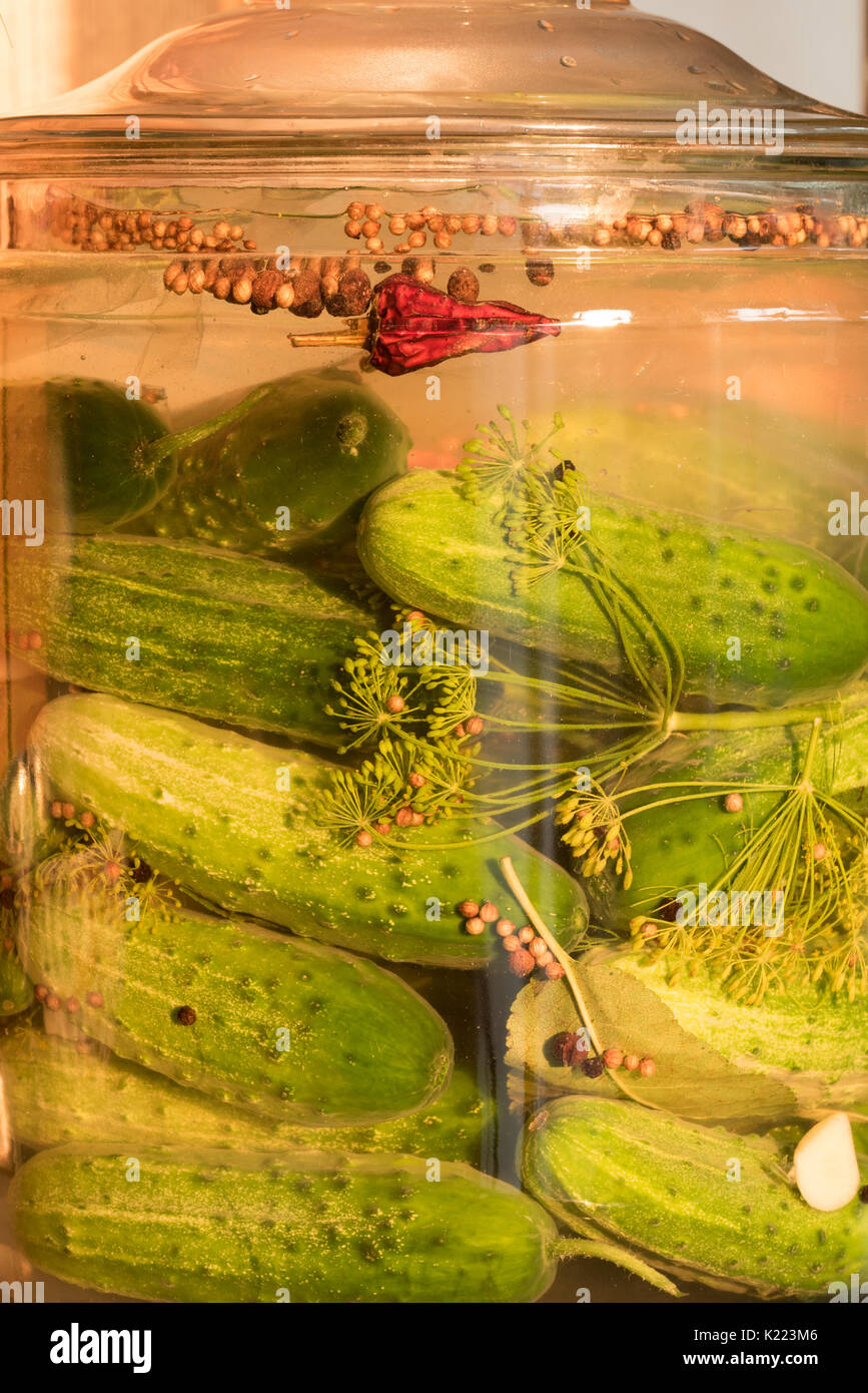 Pickling cucumbers curing in a salt brine. Stock Photo