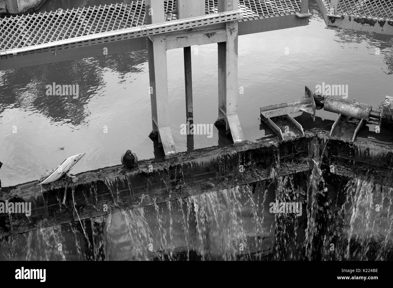 Pigeon sitting on weir, Canal de Midi, Toulouse, France Stock Photo