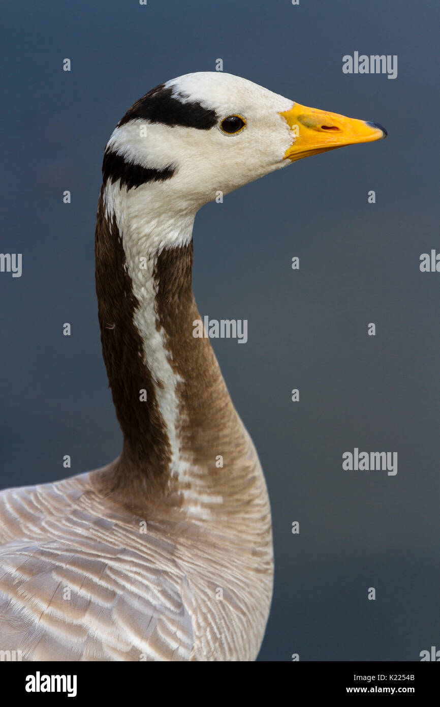 Bar head goose hi-res stock photography and images - Alamy