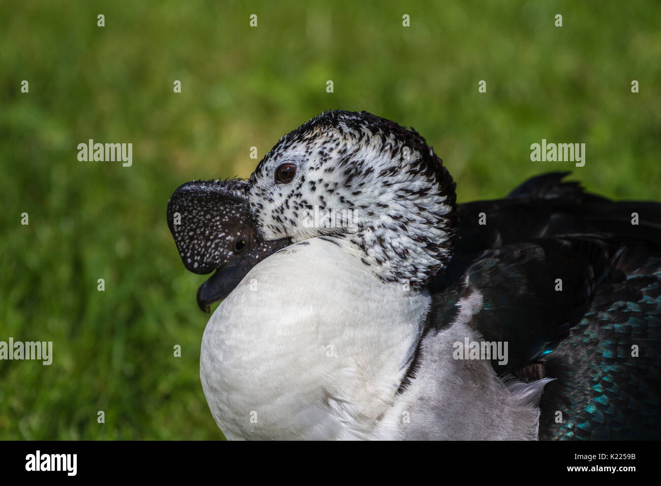 Comb Duck at Slimbridge Stock Photo - Alamy