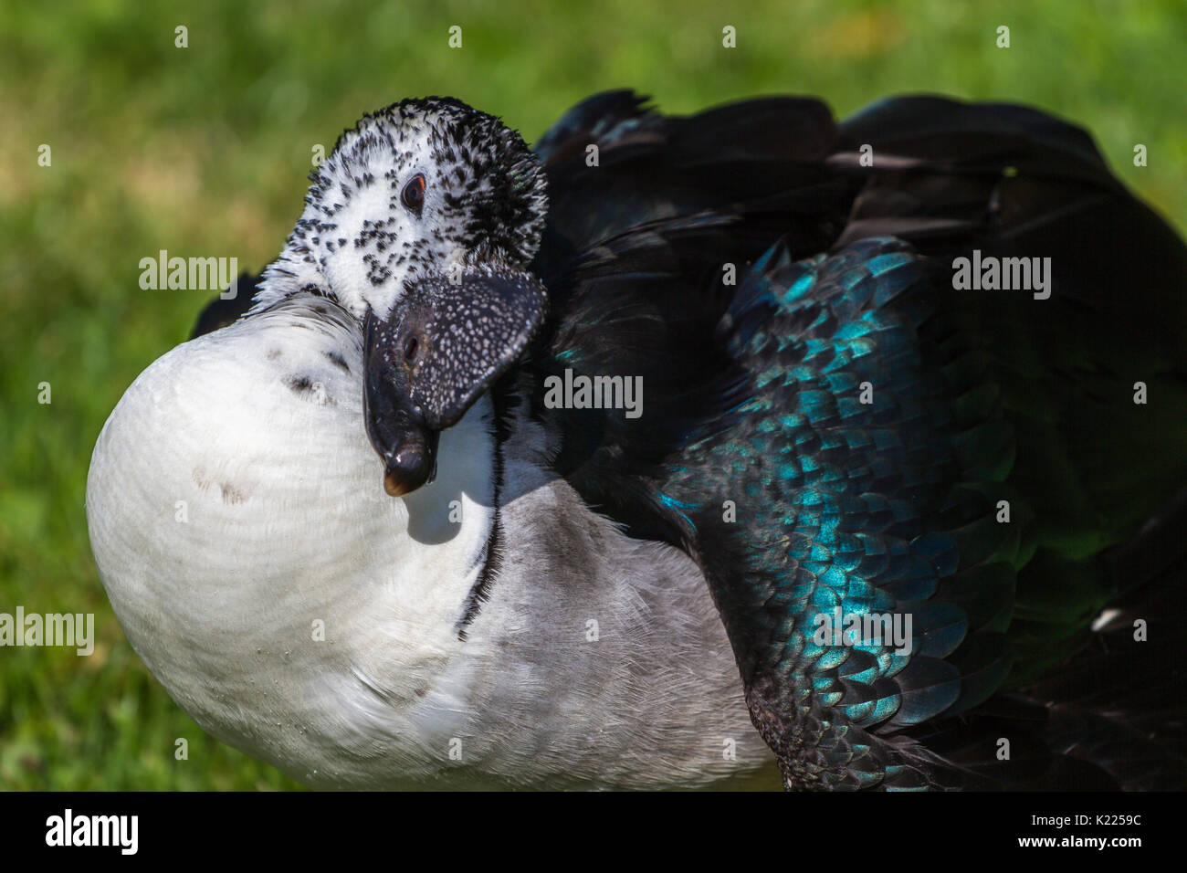 Comb Duck at Slimbridge Stock Photo - Alamy