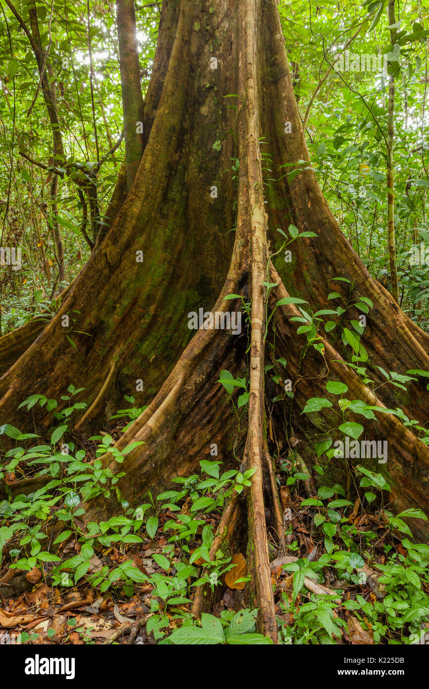 Buttress tree roots in rainforest Stock Photo Alamy