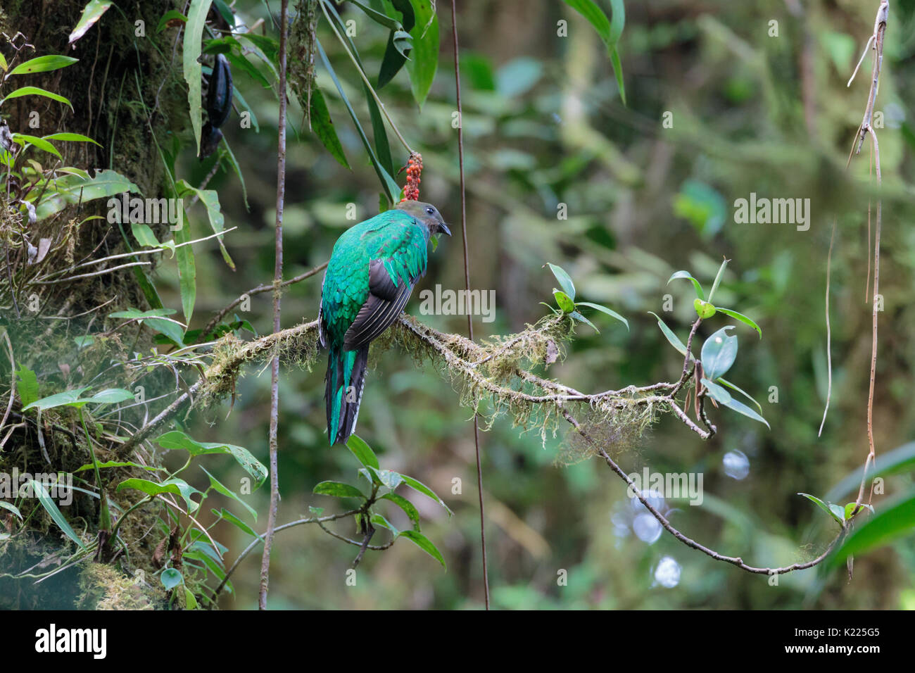 Quetzal bird wild Monteverde Costa Rica Stock Photo Alamy