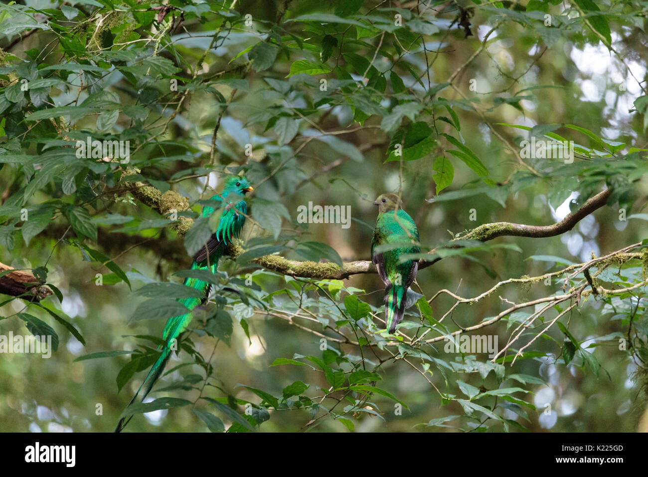 Quetzal birds wild Monteverde Costa Rica Stock Photo Alamy
