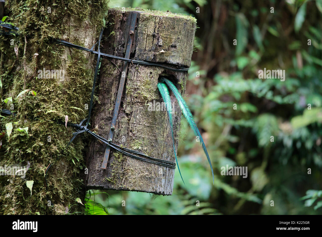Quetzal bird wild Monteverde Costa Rica Stock Photo