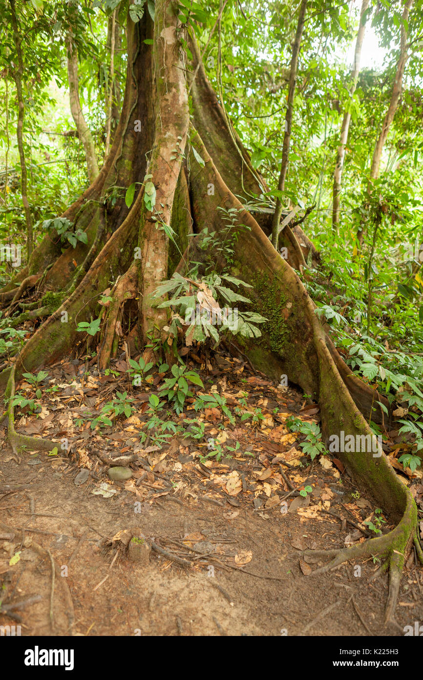Buttress tree roots in rainforest Stock Photo Alamy