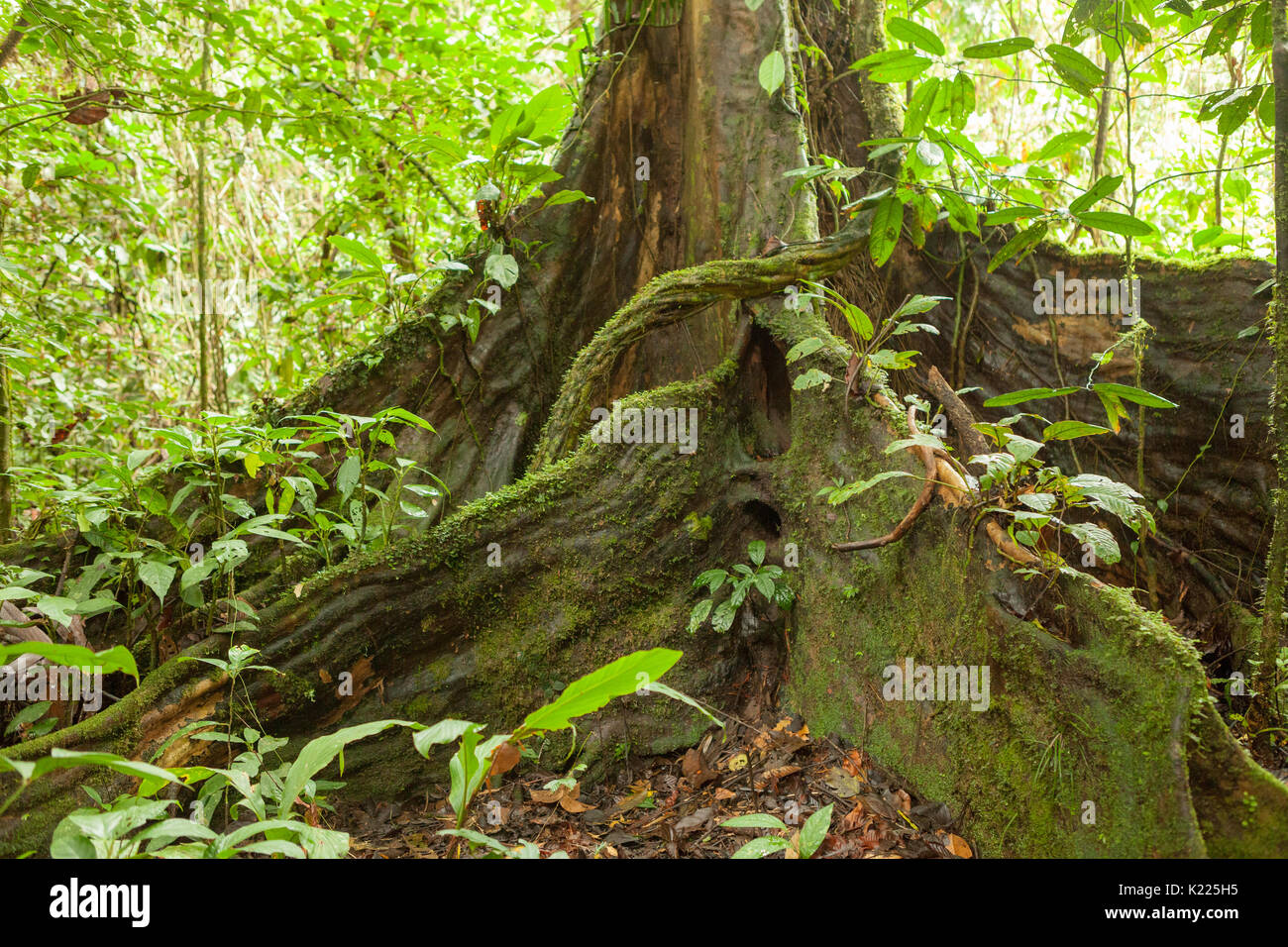 Buttress tree roots in rainforest Stock Photo - Alamy