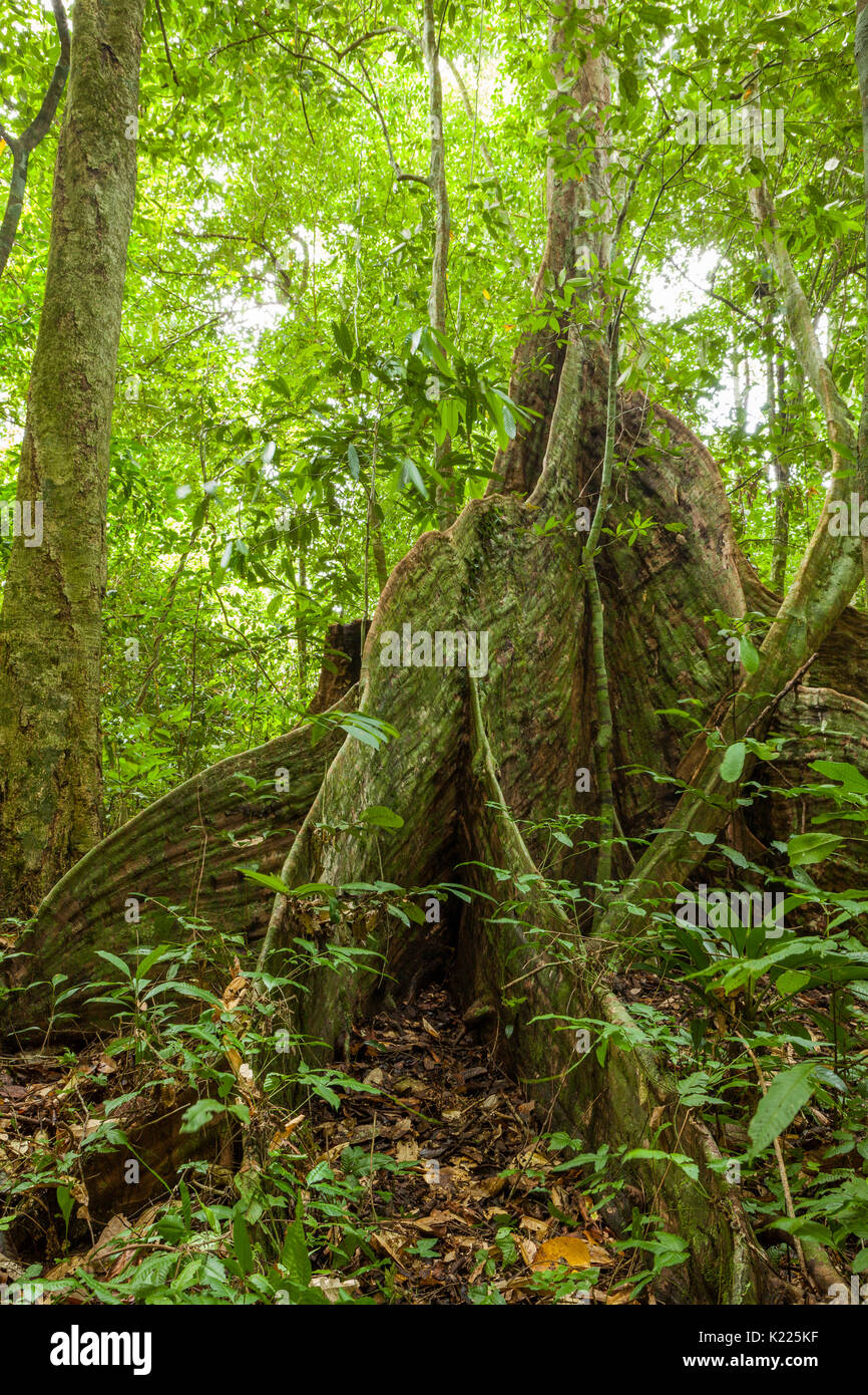 Buttress tree roots in rainforest Stock Photo - Alamy