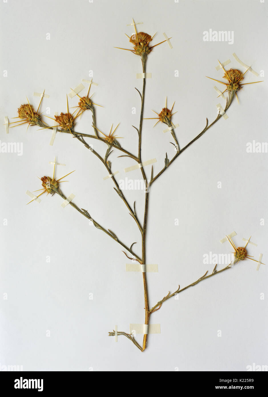 a herbarium sheet with Centaure solstitialis, the Yellow star-thistle or Golden starthistle, from the family Asteraceae; native to the Mediterranean r Stock Photo