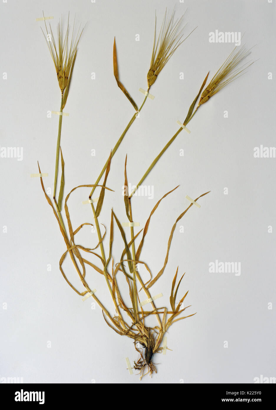 a herbarium sheet with Aegilops geniculata, the Ovate goatgrass, from the Poaceae, a relative from the wheat Stock Photo