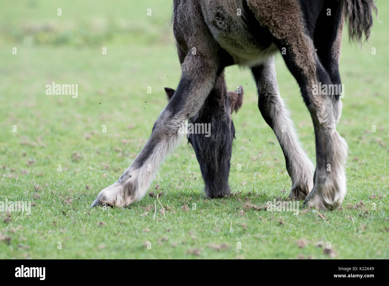 Young foal eating short grass and pested by flies. Stock Photo
