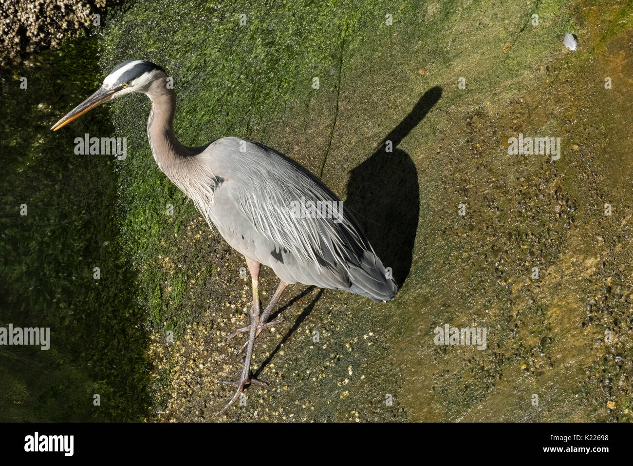 Giant blue heron Stock Photo