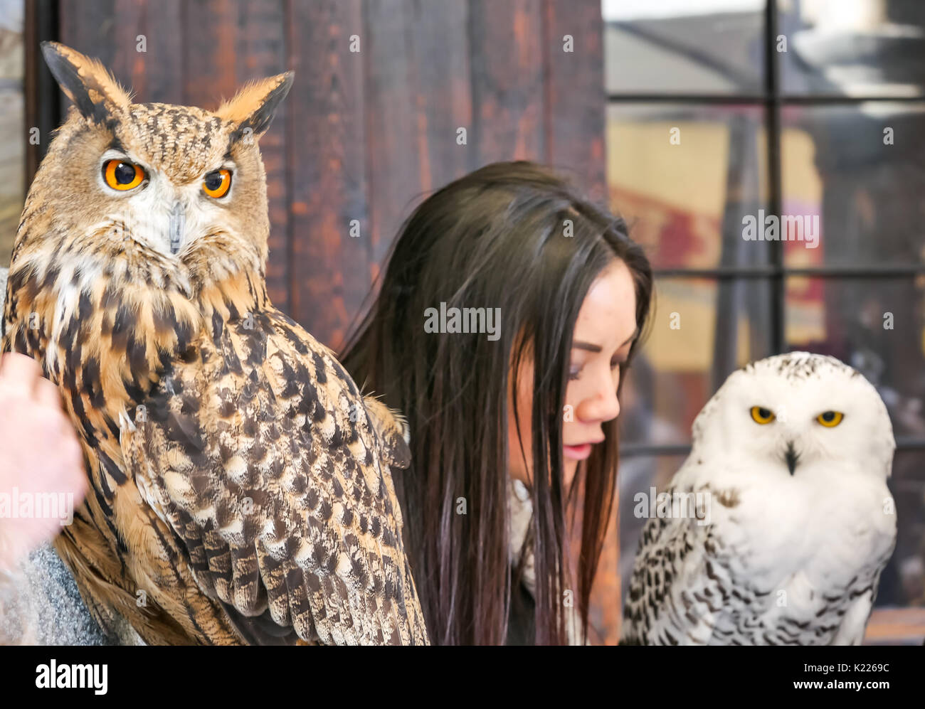 Close up of young woman with eagle owl, Bubo bubo, and snowy owl, Bubo scandiacus, on display on Royal Mile, Edinburgh, Scotland, UK Stock Photo