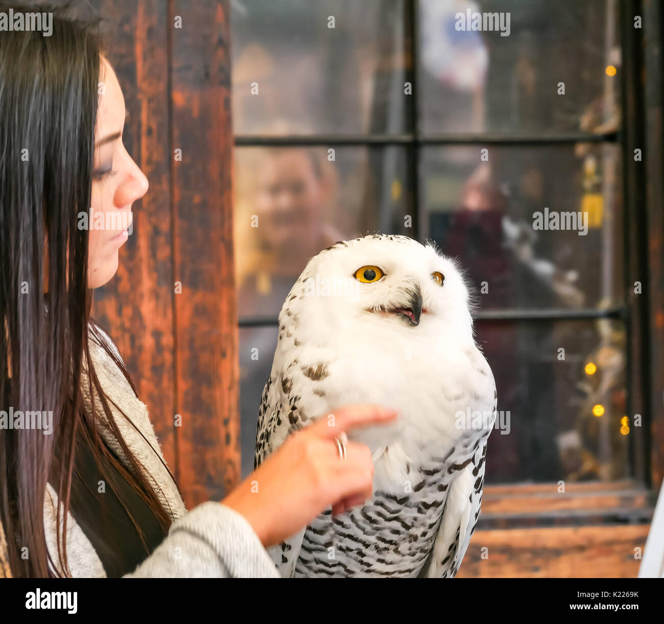Close up of young woman with snowy owl, Bubo scandiacus, on display, Royal Mile, Edinburgh, Scotland, United Kingdom Stock Photo