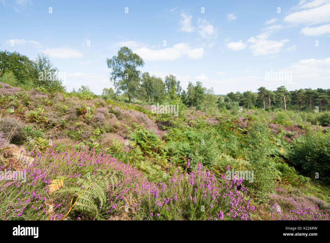 Iping and Stedham Commons, Midhurst, Sussex. August. Bell heather, (Erica cinerea), Ling (Calluna vulgaris), Silver Birch, Lowland heath. Stock Photo