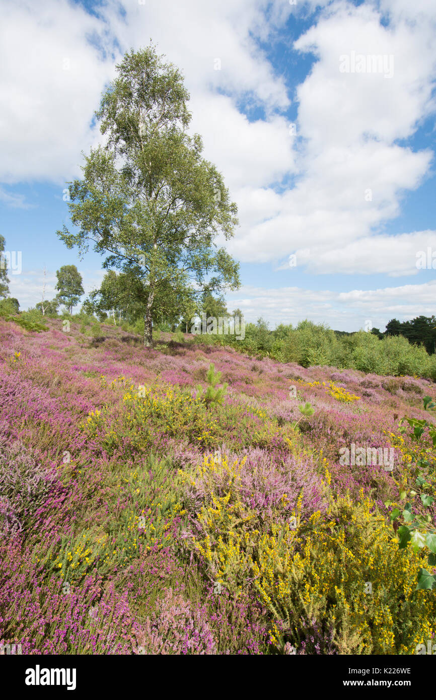 Iping and Stedham Commons, Midhurst, Sussex. August. Bell heather, (Erica cinerea), Ling (Calluna vulgaris), Silver Birch and Gorse. Lowland heath. Stock Photo