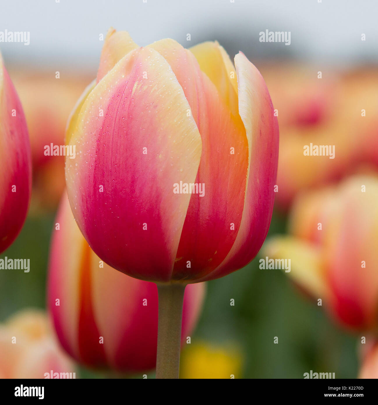 Dutch tulip Stock Photo
