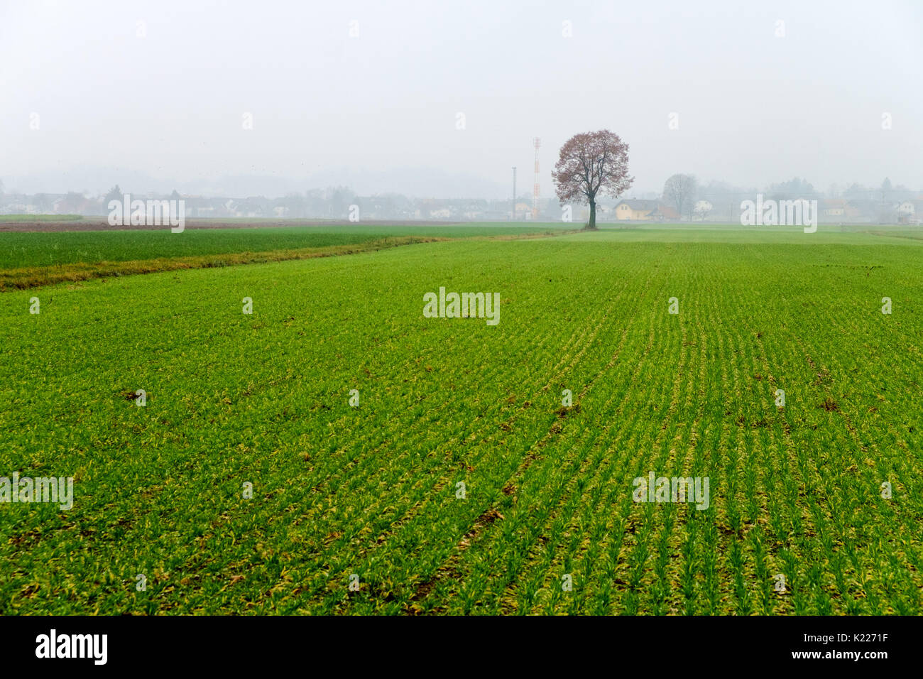 Lonely tree among fields hi-res stock photography and images - Alamy
