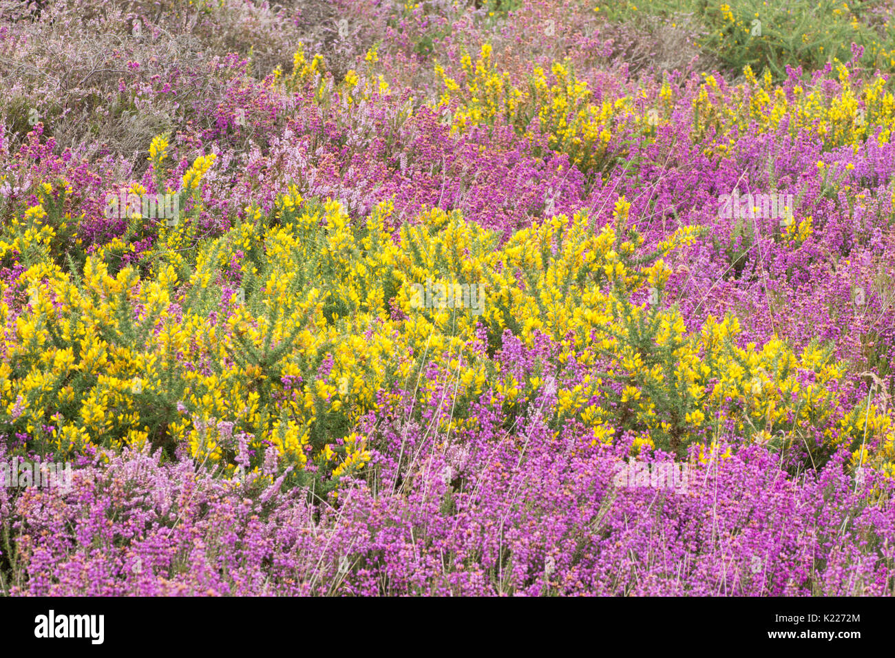 Iping and Stedham Commons, Midhurst, Sussex. August. Bell heather, Erica cinerea, Ling, Calluna vulgaris,  and Gorse. Lowland heath. Stock Photo