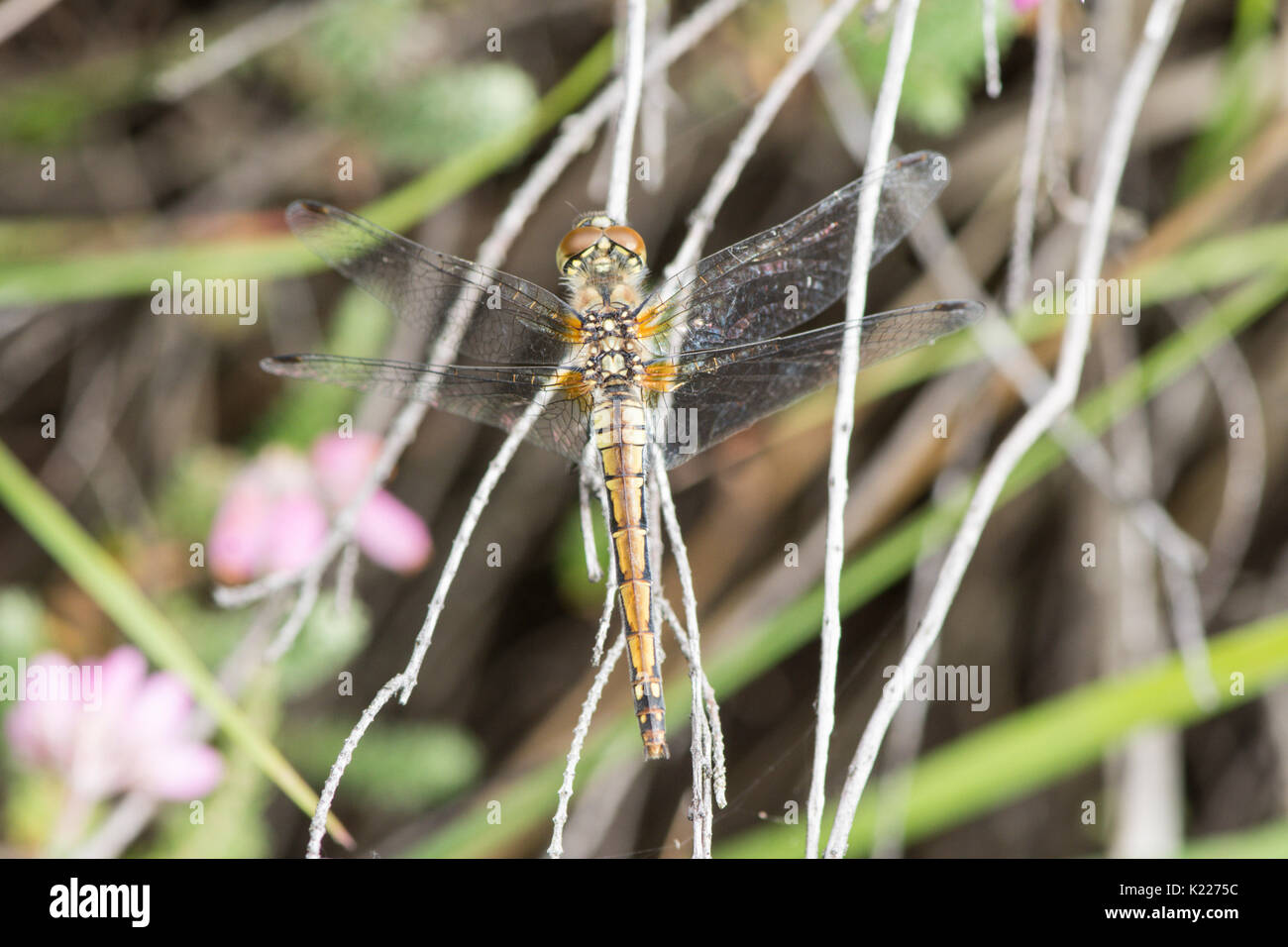 Black Darter, Sympetrum danae, female. Iping and Stedham Common, Sussex, UK. August. Stock Photo