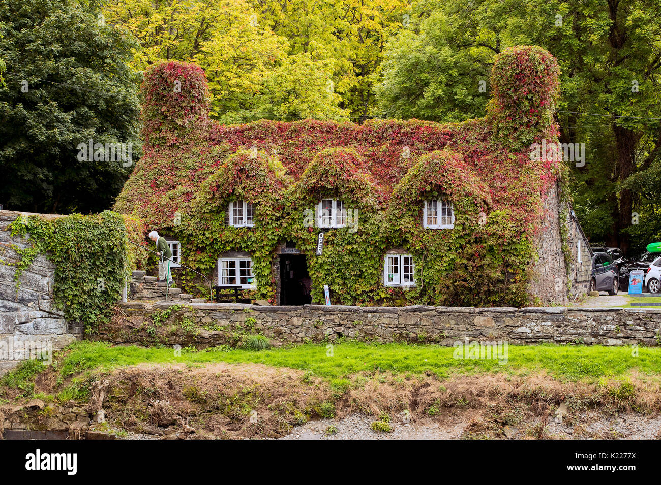 The Virginia creeper covering the Tu Hwnt l'r Bont Tearoom on the banks of the River Conwy in Llanrwst, north Wales, begins to change colour as autumn approaches. Stock Photo