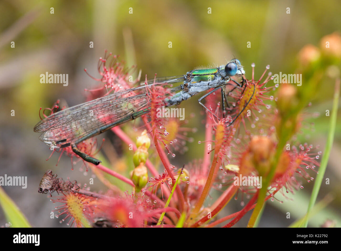 Emerald damselfly, Lestes sponsa. Caught in Oblong-leaved Sundew spoonleaf sundew, or spatulate leaved sundew, Drosera intermedia,, Iping and Stedham  Stock Photo