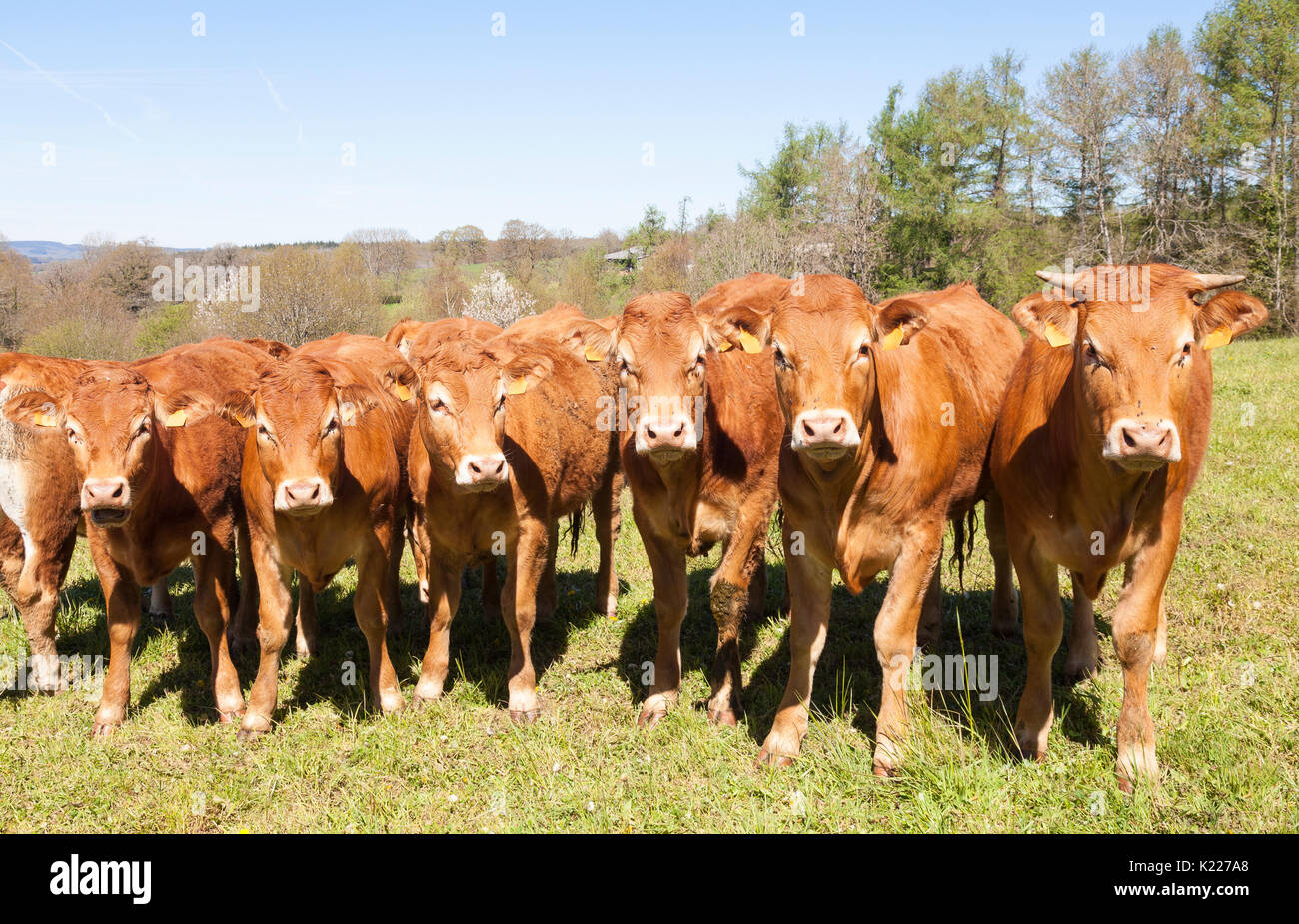 Herd of young Limousin beef cattle being run on for beef  standing in a line looking at the camera in a spring pasture Stock Photo