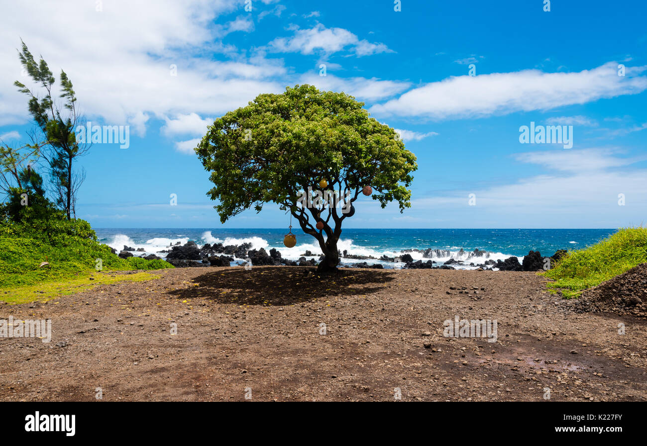Lone tree with buoys at Keanae Point, Hawaii Stock Photo