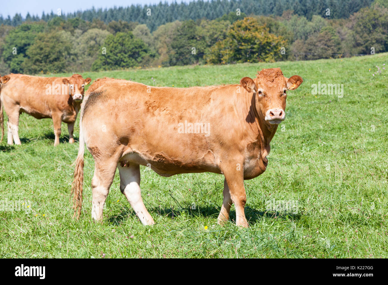 Large brown Limousin beef cow standing sideways looking at the camera in a green grassy pasture. This hardy French breed of cattle is bred for meat p Stock Photo