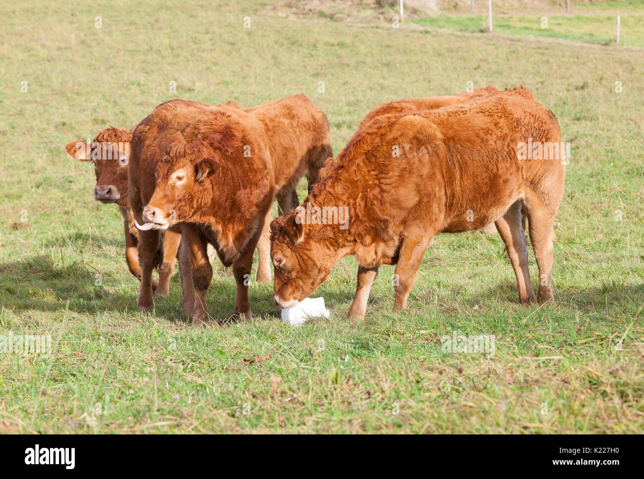 Herd of young Limousin beef cattle eating salt lick mineral supplements. The young steers and cows are  in a dry autumn pasture. This French breed is  Stock Photo