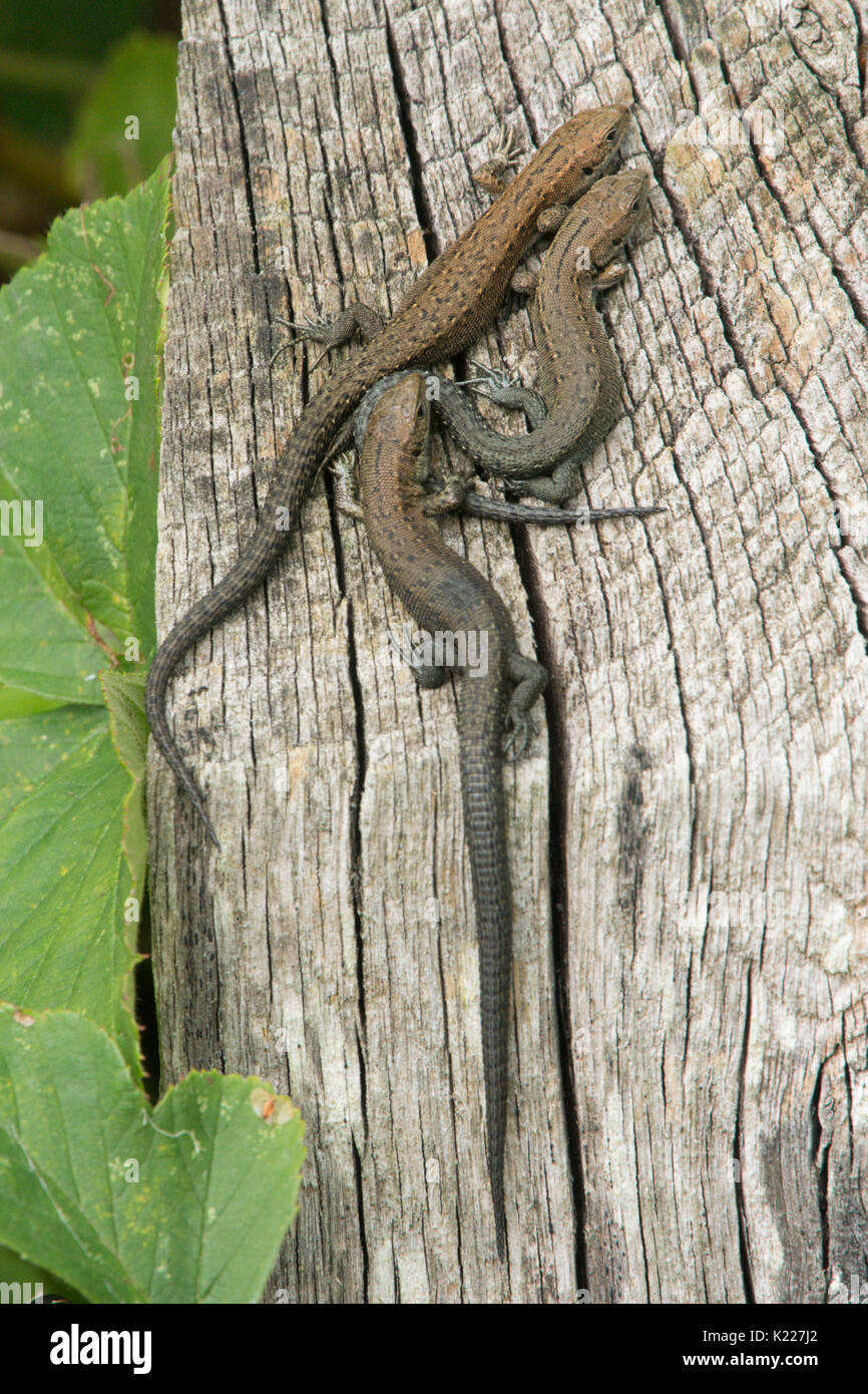 common lizards, Zootoca vivipara, formerly Lacerta vivipara, warming up on fence post, Sussex, UK. August. Various ages, Stock Photo