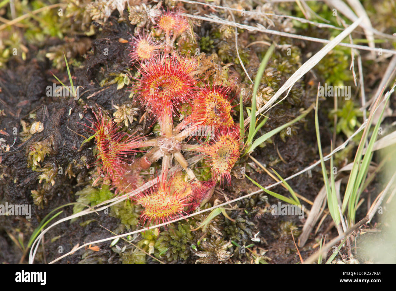 Round-leaved sundew, Drosera rotundifolia, Iping and Stedham Common, Sussex, UK. August. Stock Photo